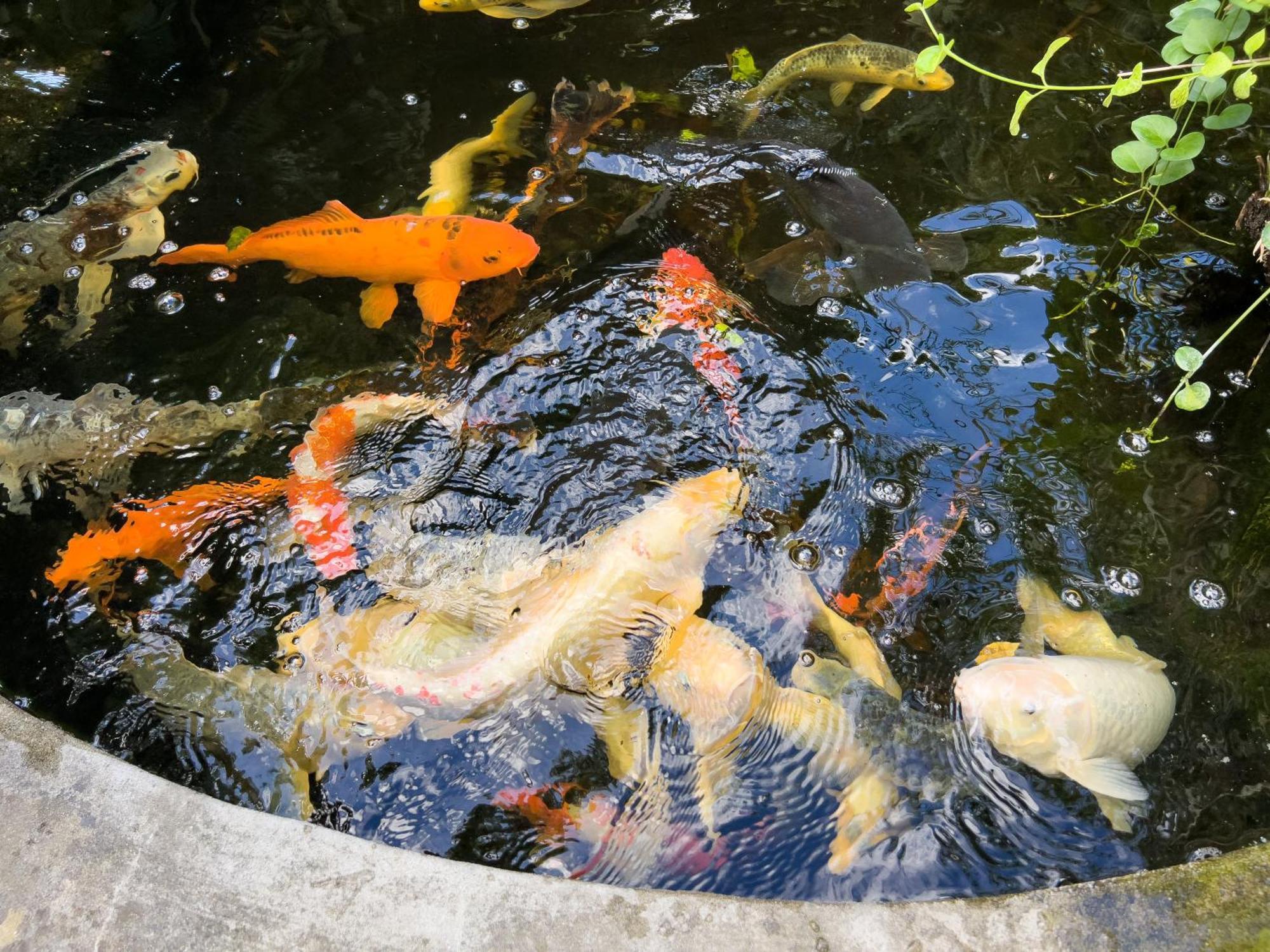 Villa La Rodina Diano Marina Zewnętrze zdjęcie